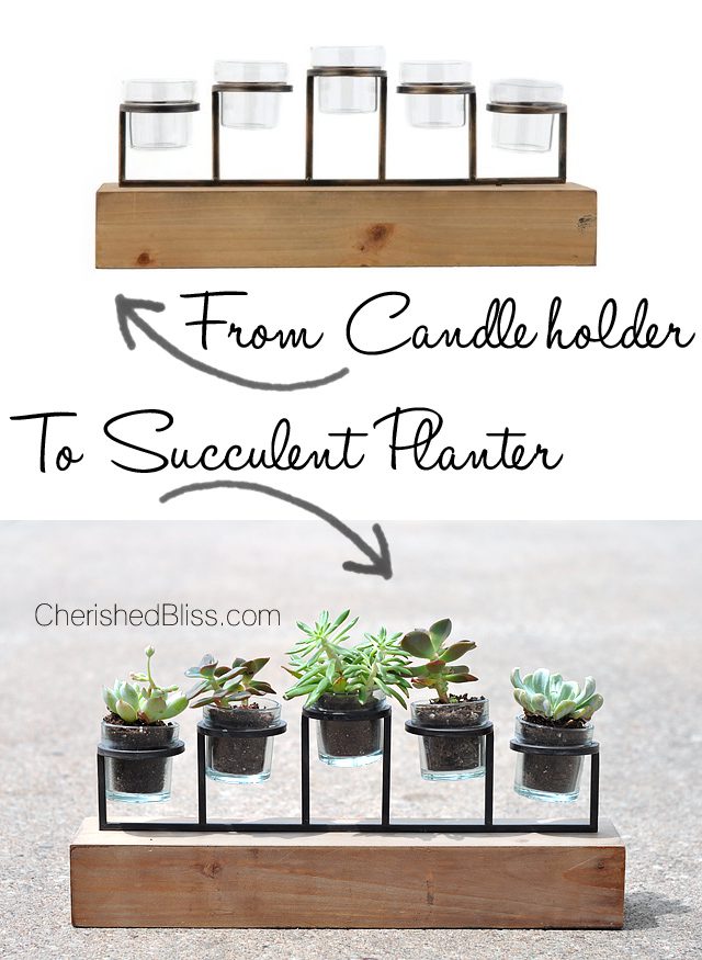 From a candle holder to a succulent planter. This simple tutorial will bring nature inside with minimal care required! 