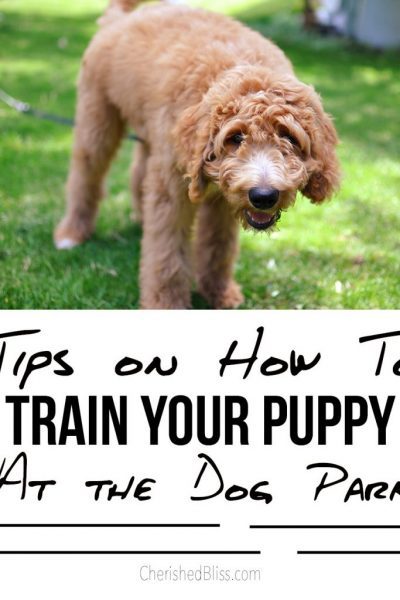 Tips on how to train your puppy at the dog park.