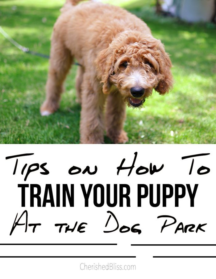 Tips on how to train your puppy at the dog park. 