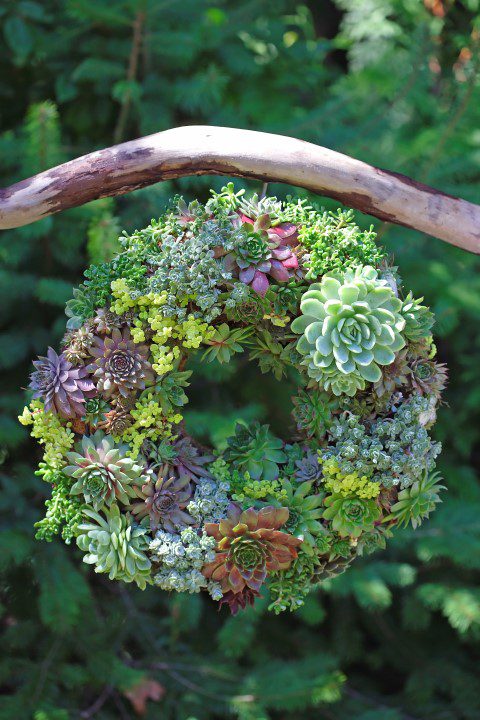 Semper-viva-Wreath-how-to-make-a-succulent-wreath