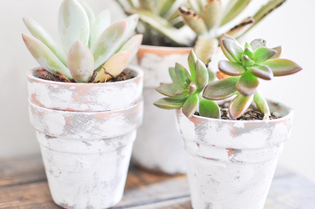 Create these beautiful Coast Terra Cotta Pots in just a few easy steps! 