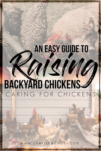 HOW TO TAKE CARE OF CHICKENS