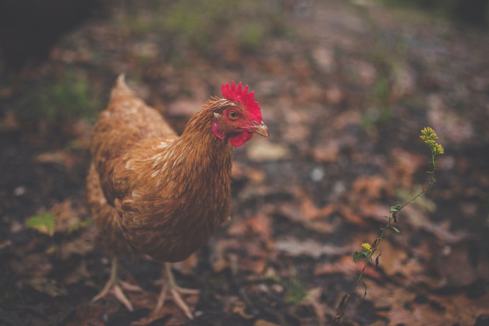 You've finally brought your chickens home and they are getting bigger. It's time to start Moving Chickens Outside! With these easy guide you will be able to make informed decisions on your next steps! 