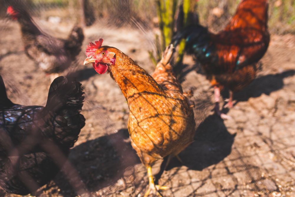 Moving Chickens Outside - You've finally brought your chickens home and they are getting bigger. It's time to start Moving Chickens Outside! With these easy guide you will be able to make informed decisions on your next steps! 