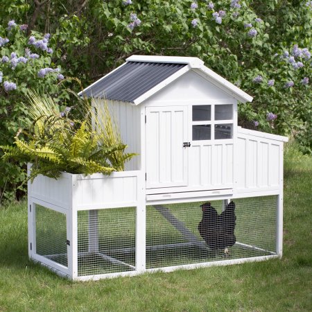 You've finally brought your chickens home and they are getting bigger. It's time to start Moving Chickens Outside! With these easy guide you will be able to make informed decisions on your next steps! 